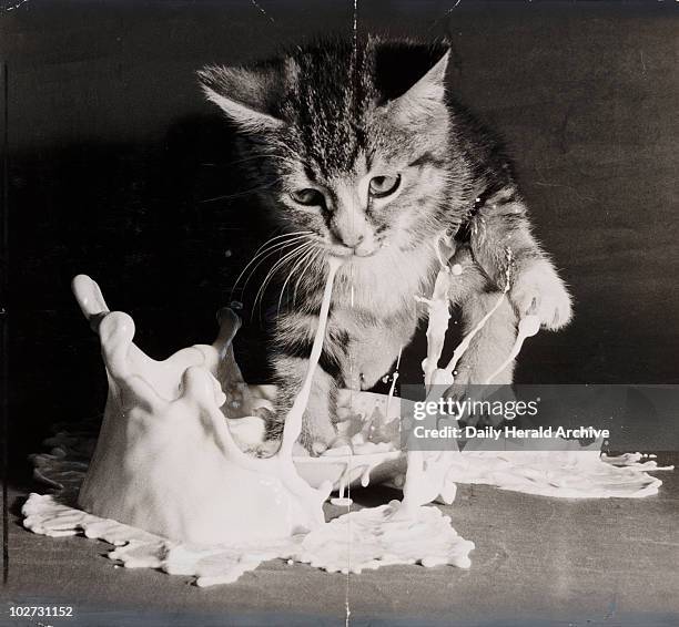 Kitten landing in a saucer of milk, 1953.