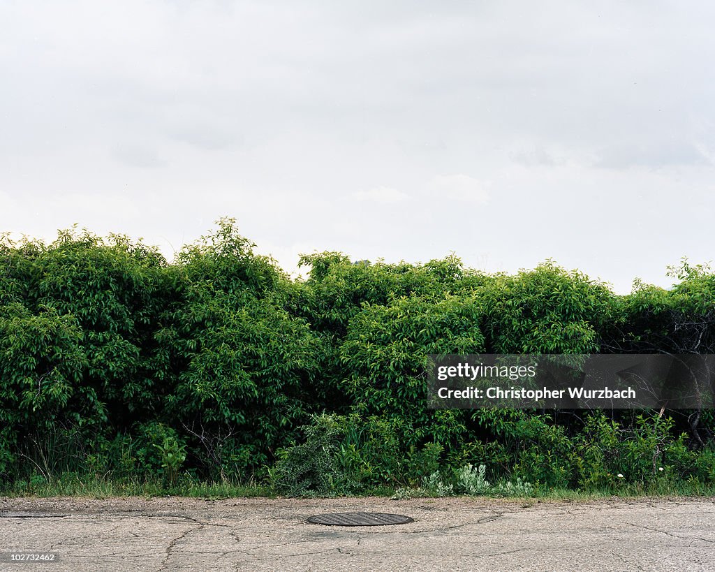 Green Bush