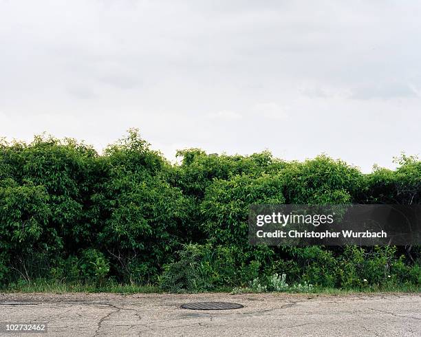 green bush - bushes stock pictures, royalty-free photos & images