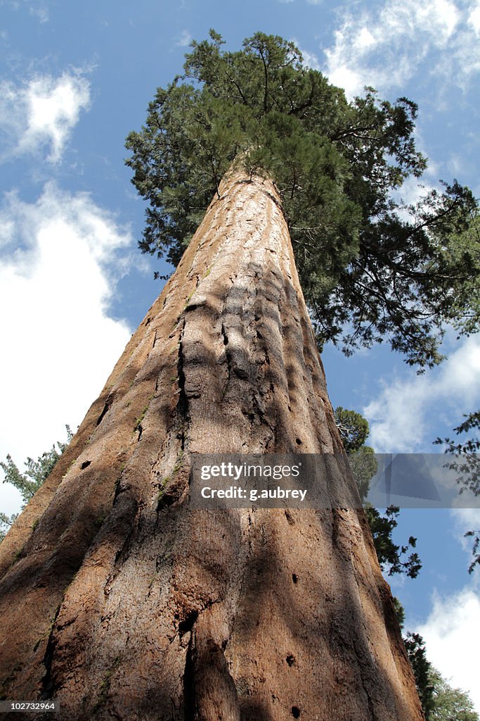 Giant Sequoia Tree low angle view