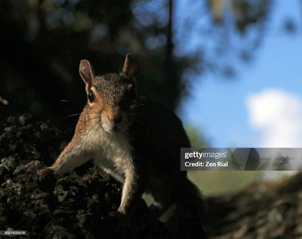 Low key shot of a gray squirrel on a tree with sky in the background