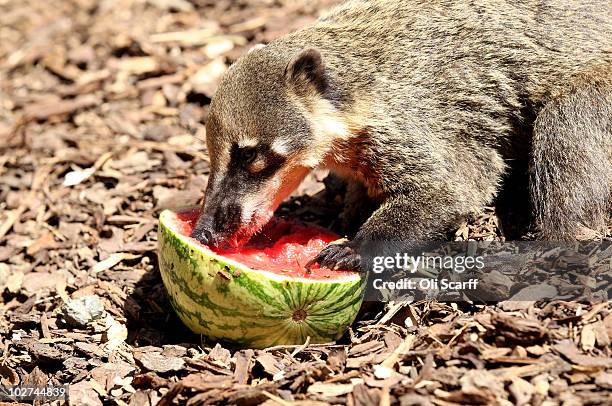 Ring-tailed coati cools down as it eats a watermelon given to it by its keeper at ZSL London Zoo on July 9, 2010 in London, England. The Met Office...