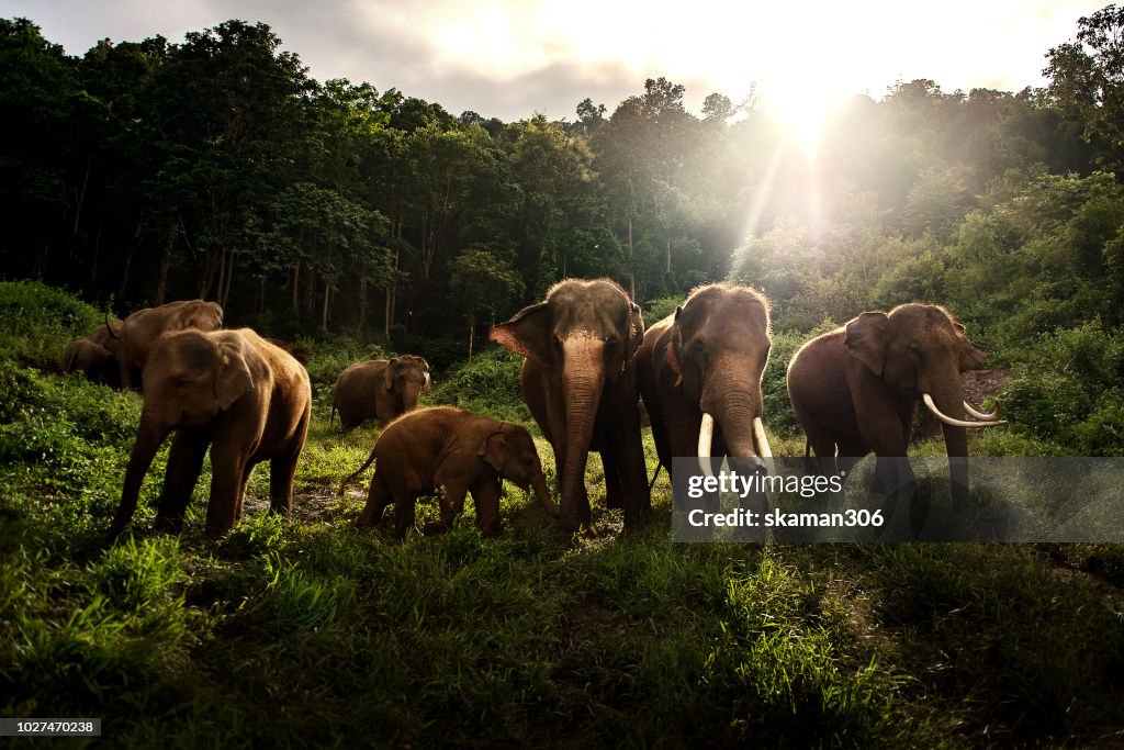Asian elephant herd eating green grass in the wild