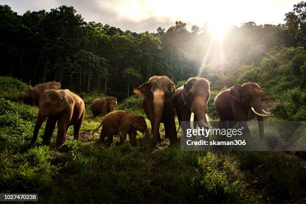 asian elephant herd eating green grass in the wild - asian elephant stock pictures, royalty-free photos & images