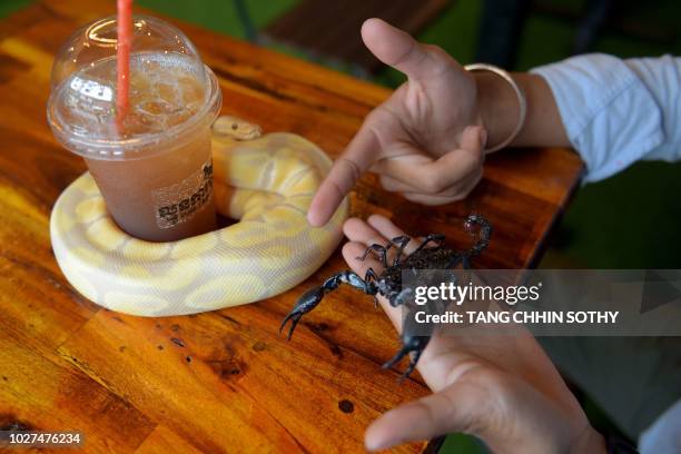 Cambodia Python Cambodia Python Photos and Premium High Res Pictures - Getty Images