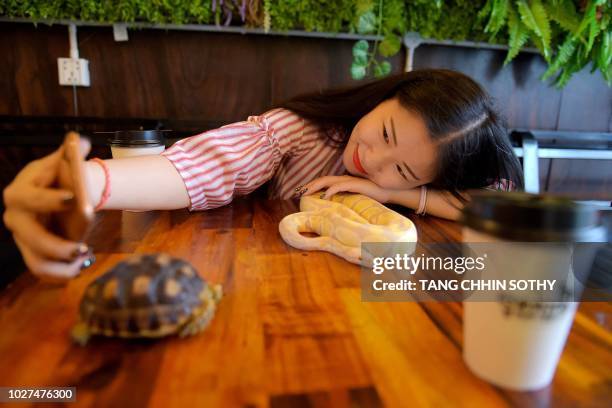 Cambodia Python 60 Cambodia Python Stock Photos, High-Res Pictures, and Images - Getty ...