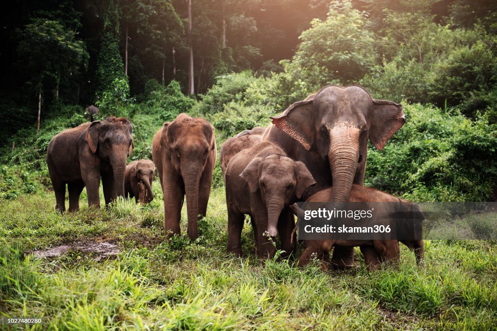 Wildlife of asian elephants herd in the wild