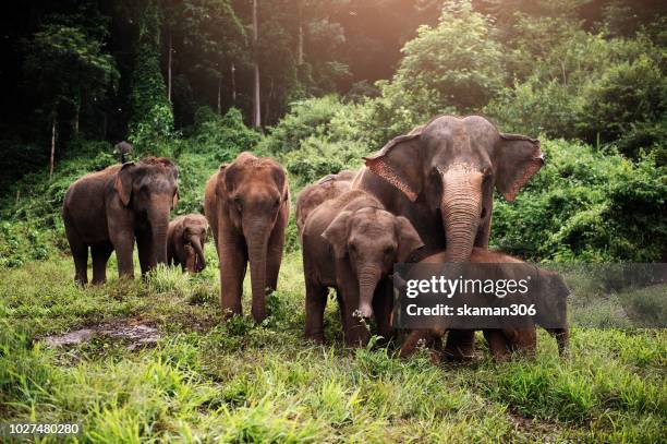 wildlife of asian elephants herd in the wild - animal herd stockfoto's en -beelden