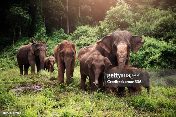 wildlife of asian elephants herd in the wild - asian elephant stock pictures, royalty-free photos & images