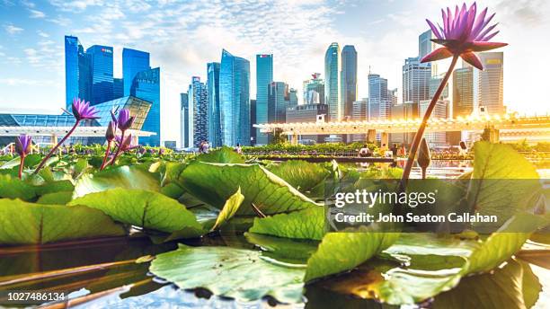 singapore, evening at marina bay - agua estancada fotografías e imágenes de stock