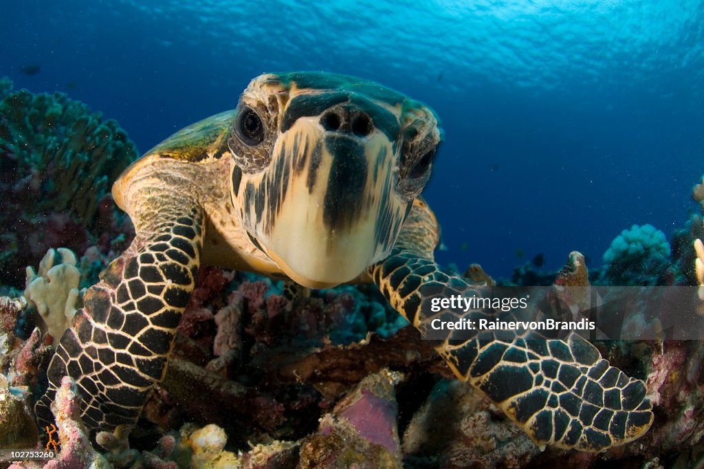 Close-up hawksbill sea turtle underwater by colorful coral