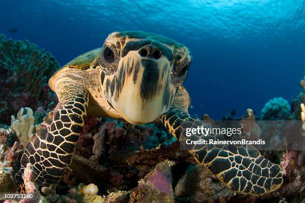 close-up hawksbill sea turtle underwater by colorful coral - sea turtle stock pictures, royalty-free photos & images