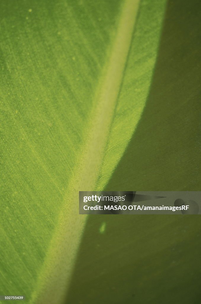 Close up of leaf, full frame