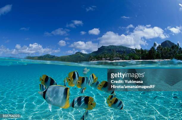 pacific double-saddle butterflyfish, tahiti - pacific double saddle butterflyfish stock pictures, royalty-free photos & images