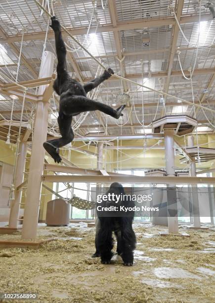 Western lowland gorilla Shabani is pictured in a new facility for gorillas and chimpanzees at the Higashiyama Zoo and Botanical Gardens in Nagoya on...