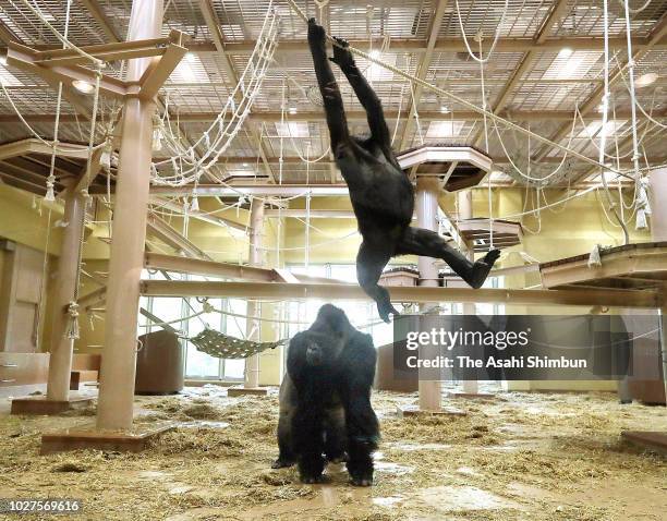 Western lowland gorilla Shabani is seen while a chimpanzee plays at new facility for gorillas and chimpanzees at Higashiyama Zoo on September 6, 2018...