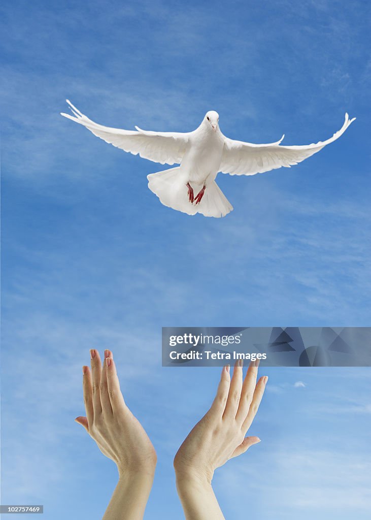 Dove flying above raised hands