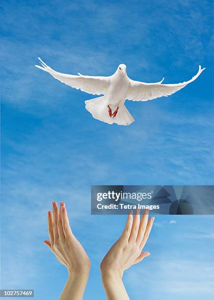 dove flying above raised hands - releasing doves stock pictures, royalty-free photos & images