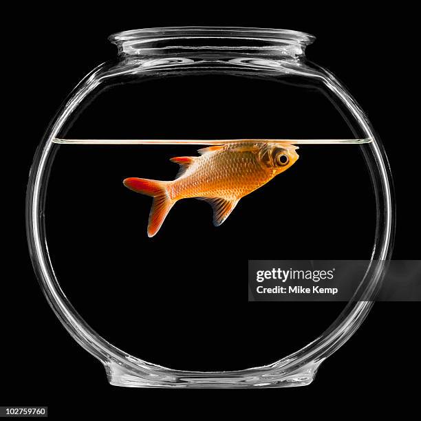 goldfish in bowl - goldfisch stock-fotos und bilder