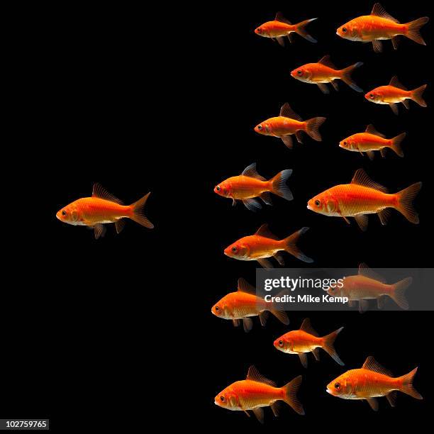 1,246 Chasing Fish Stock Photos, High-Res Pictures, and Images - Getty ...