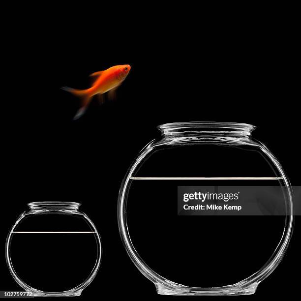 goldfish jumping out of bowl - goldfish leap 個照片及圖片檔