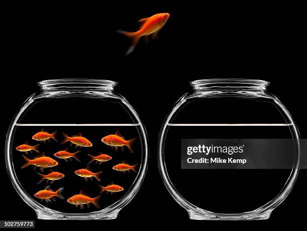 goldfish jumping out of bowl - goldfish bowl stock pictures, royalty-free photos & images