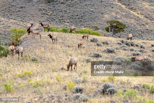 a herd of mule deers (odocoileus hemionus), mammoth hot springs, yellowstone national park, wyoming, usa - mule deer 個照片及圖片檔