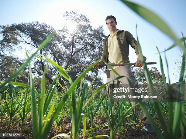 man holding a ... in garlic field - garden hoe stock pictures, royalty-free photos & images