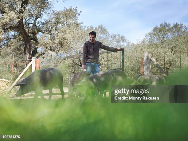 man on farm opening gate for pigs - varkenshok stockfoto's en -beelden