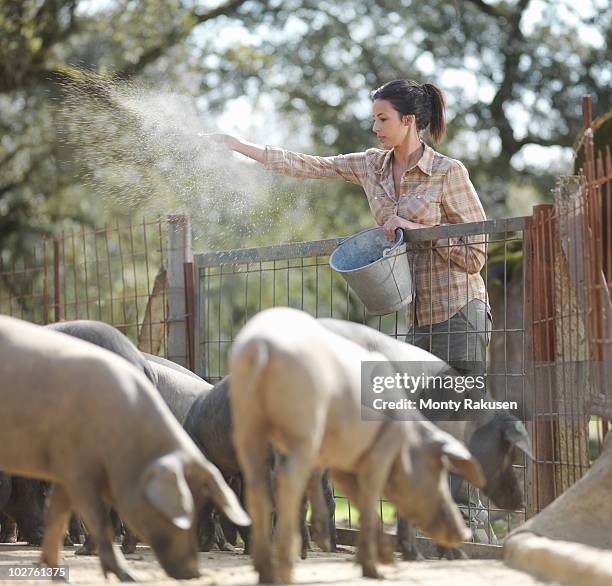 Woman On Farm Feeding Pigs, Foto de stock