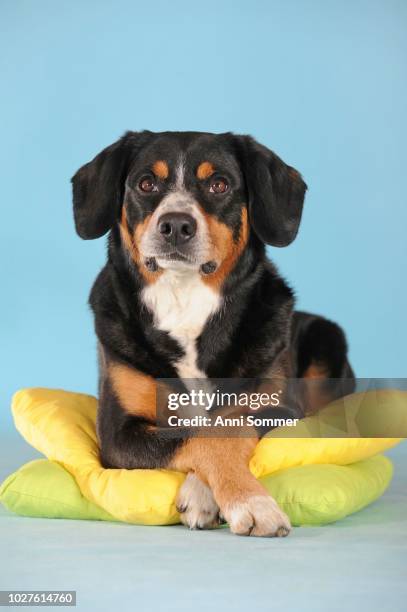 entlebuch mountain dog, male, larks on yellow pillows, studio shot, austria - entlebucher sennenhund stock pictures, royalty-free photos & images