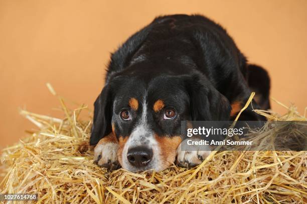 entlebuch mountain dog, male, lies on straw, studio shot, austria - entlebucher sennenhund stock pictures, royalty-free photos & images