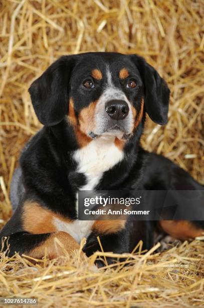entlebuch mountain dog, male, lies in the straw, studio shot, austria - entlebucher sennenhund stock pictures, royalty-free photos & images