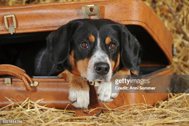 entlebuch mountain dog, male, looks out of suitcase, studio shot, austria - entlebucher sennenhund stock pictures, royalty-free photos & images