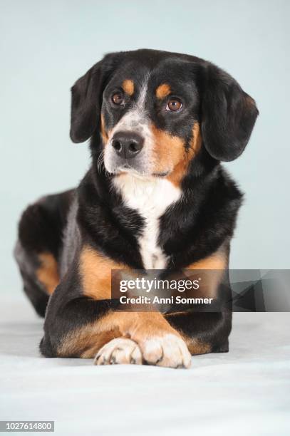 entlebuch mountain dog, male, studio shot, austria - entlebucher sennenhund stock pictures, royalty-free photos & images