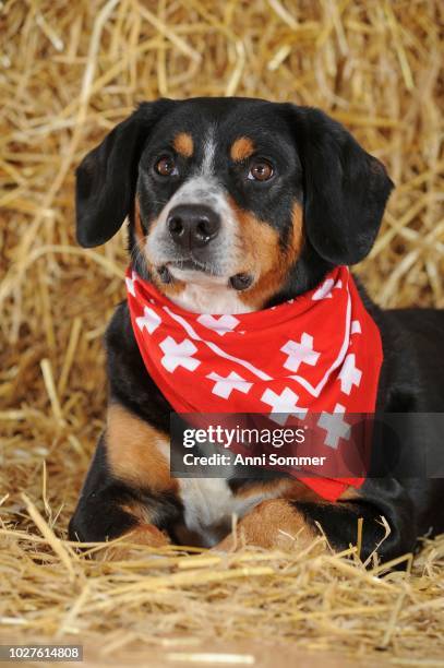 entlebuch mountain dog, male, lying in the straw with scarf, studio shot, austria - entlebucher sennenhund stock pictures, royalty-free photos & images