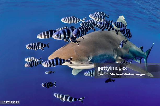oceanic whitetip shark (carcharhinus longimanus) with pilot fish (naucrates ductor), red sea, egypt - pilot fish stock pictures, royalty-free photos & images
