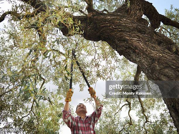 man pruning olive tree - beskära bildbanksfoton och bilder