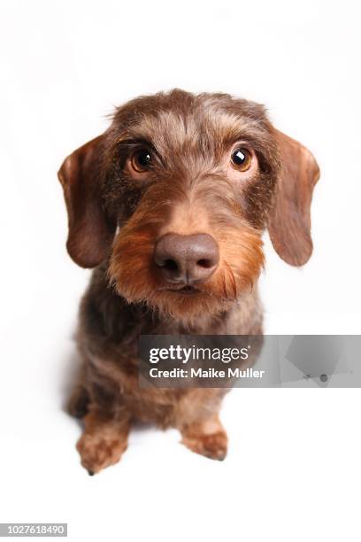 wire-haired dachshund, looks curious, animal portrait, wide angle, white background, studio shot, germany - wire haired dachshund stock pictures, royalty-free photos & images