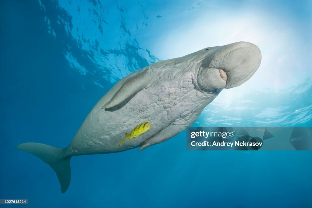 Dugong (Dugong dugon) with Golden Trevally (Gnathanodon speciosus) under water surface, Red Sea, Hermes Bay, Marsa Alam, Egypt