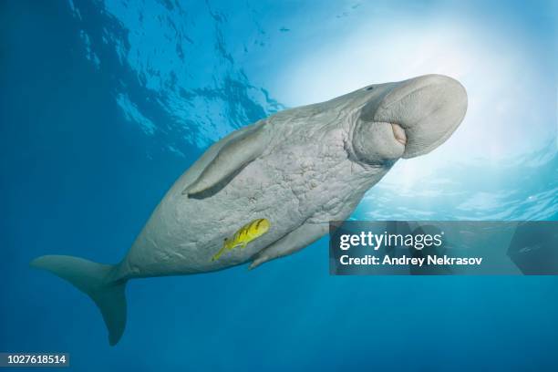 dugong (dugong dugon) with golden trevally (gnathanodon speciosus) under water surface, red sea, hermes bay, marsa alam, egypt - dugong stock pictures, royalty-free photos & images