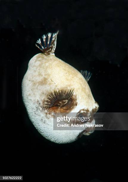 masked puffer (arothron diadematus), red sea, egypt - arothron puffer stock pictures, royalty-free photos & images