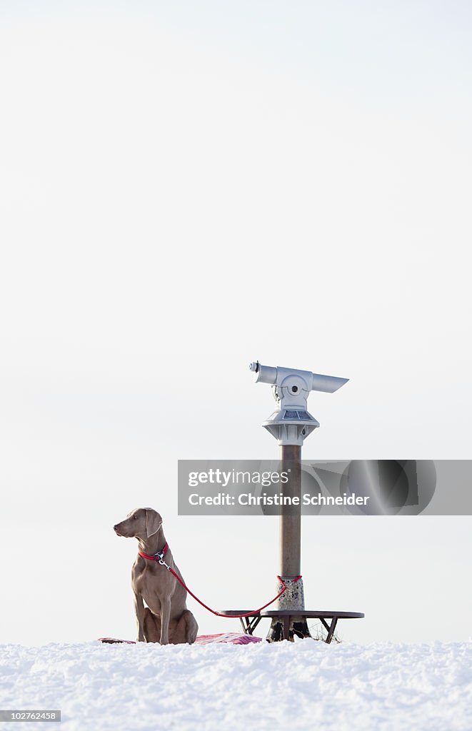 Dog being leashed to a telescope