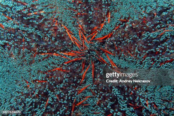 sea urchins (strongylocentrotus purpuratus), close-up, red sea, egypt - green sea urchin stock pictures, royalty-free photos & images