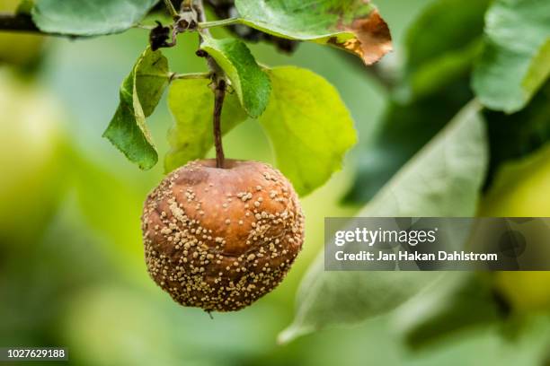 one rotten apple - fruit decay stockfoto's en -beelden