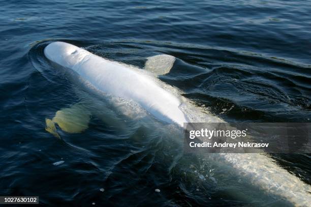 beluga whale (delphinapterus leucas), kareliya, russia, white sea, arctic - white whale stock pictures, royalty-free photos & images