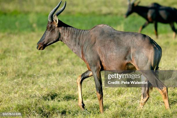 common tsessebe (damaliscus lunatus), okavango delta, botswana - hartebeest botswana stockfoto's en -beelden