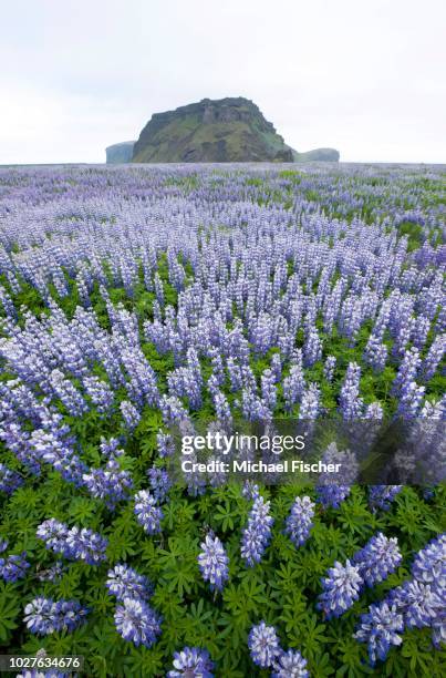 landscape with nootka lupins (lupinus nootkatensis), iceland - various angles stock pictures, royalty-free photos & images