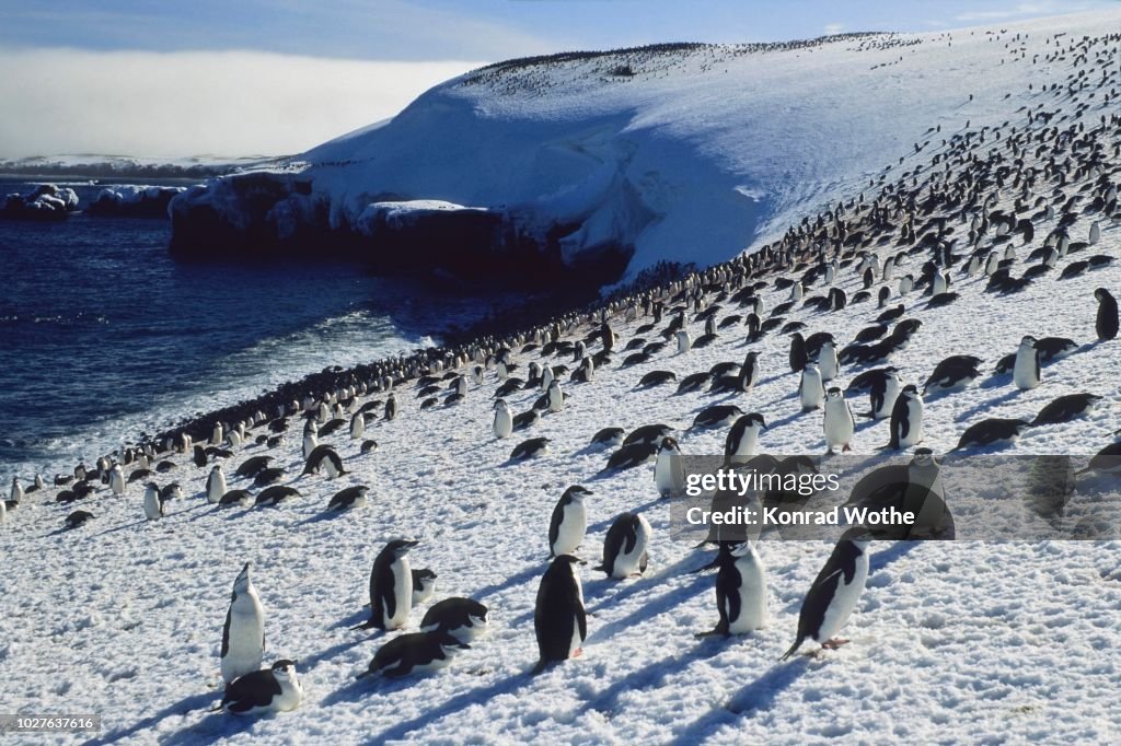 Chinstrap penguins (Pygoscelis antarctica) on Zavodovski Island, South Sandwich Islands