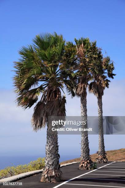 three palm trees, santo domingo de garafia, la palma, la isla verde, la isla bonita, canary islands, islas canarias, spain - completo verde stock-fotos und bilder